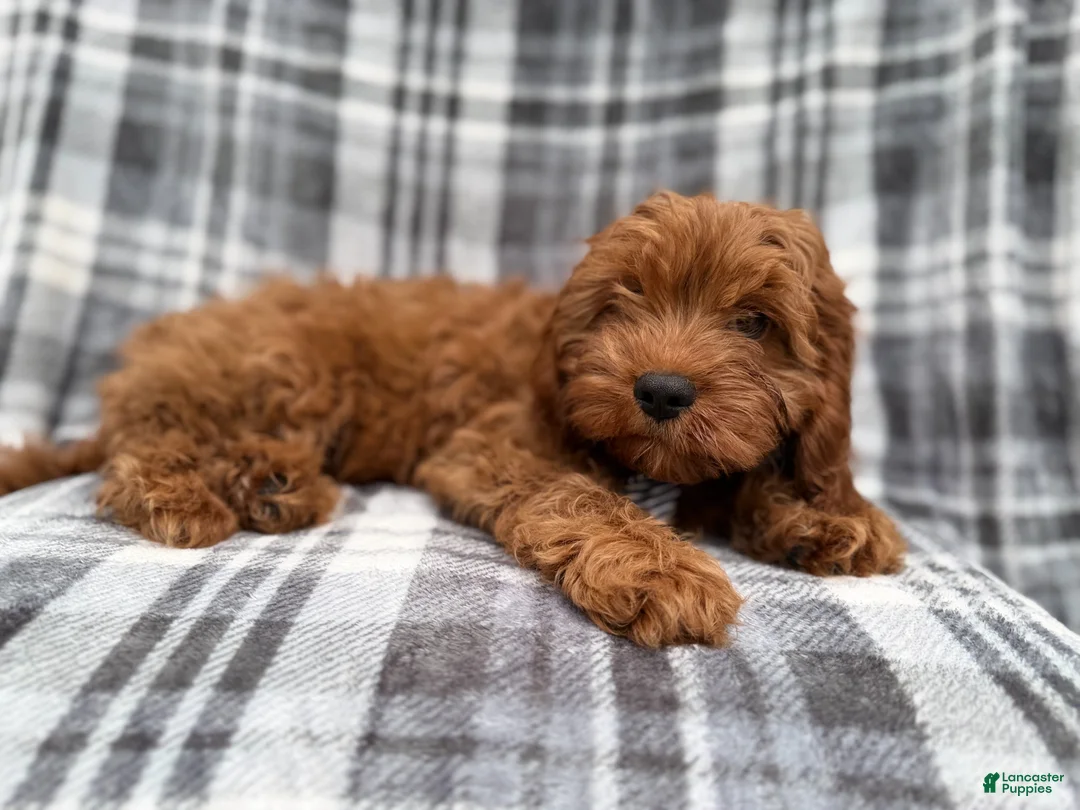Cavapoo dogs for sale: Doodle - Ad 8