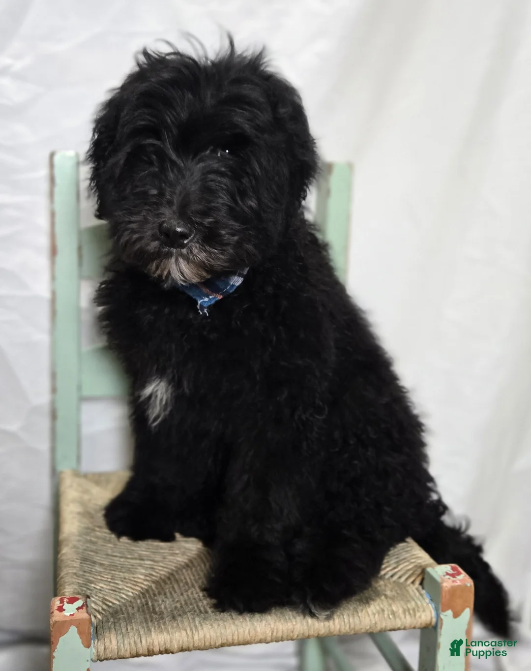 Mini Sheepadoodle dogs for sale: Kade - Ad 4