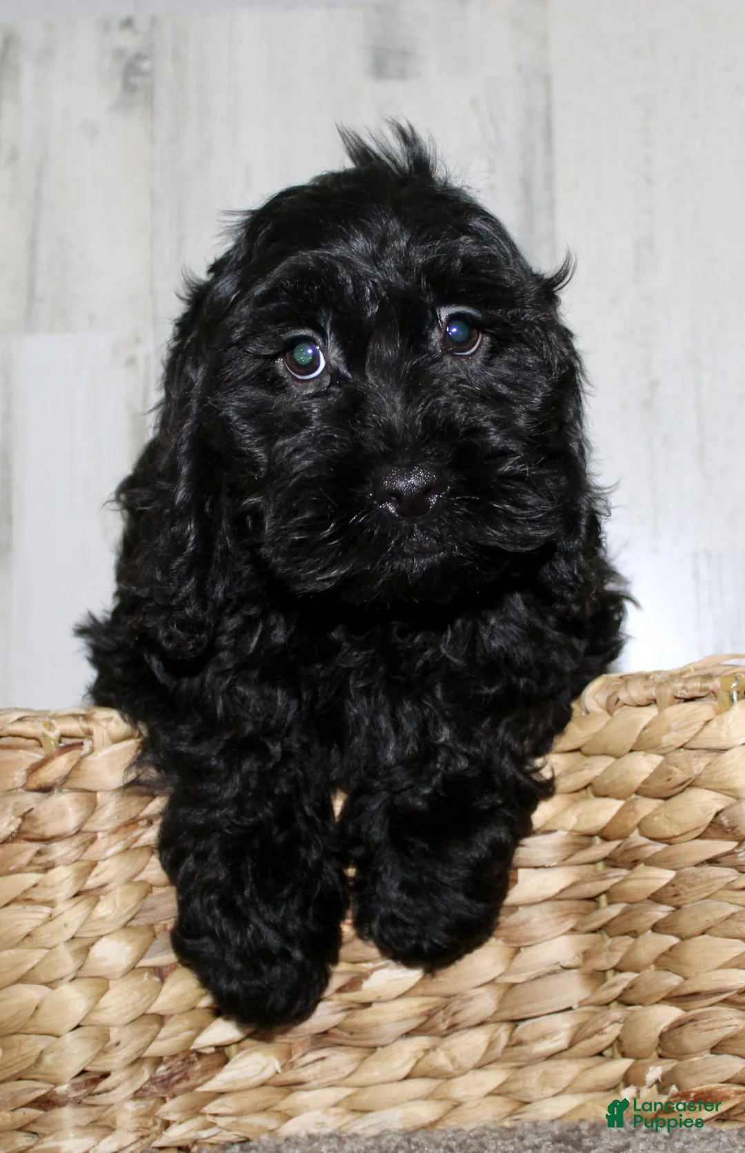 Cockapoo dogs for sale: Tyson - Ad 4