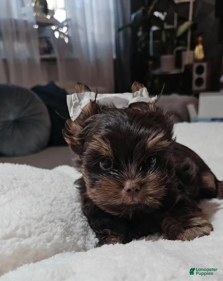 Yorkshire Terrier dogs Waffel - Ad 34