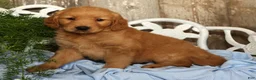Golden Retriever dogs for sale: Sadie  - Ad 7