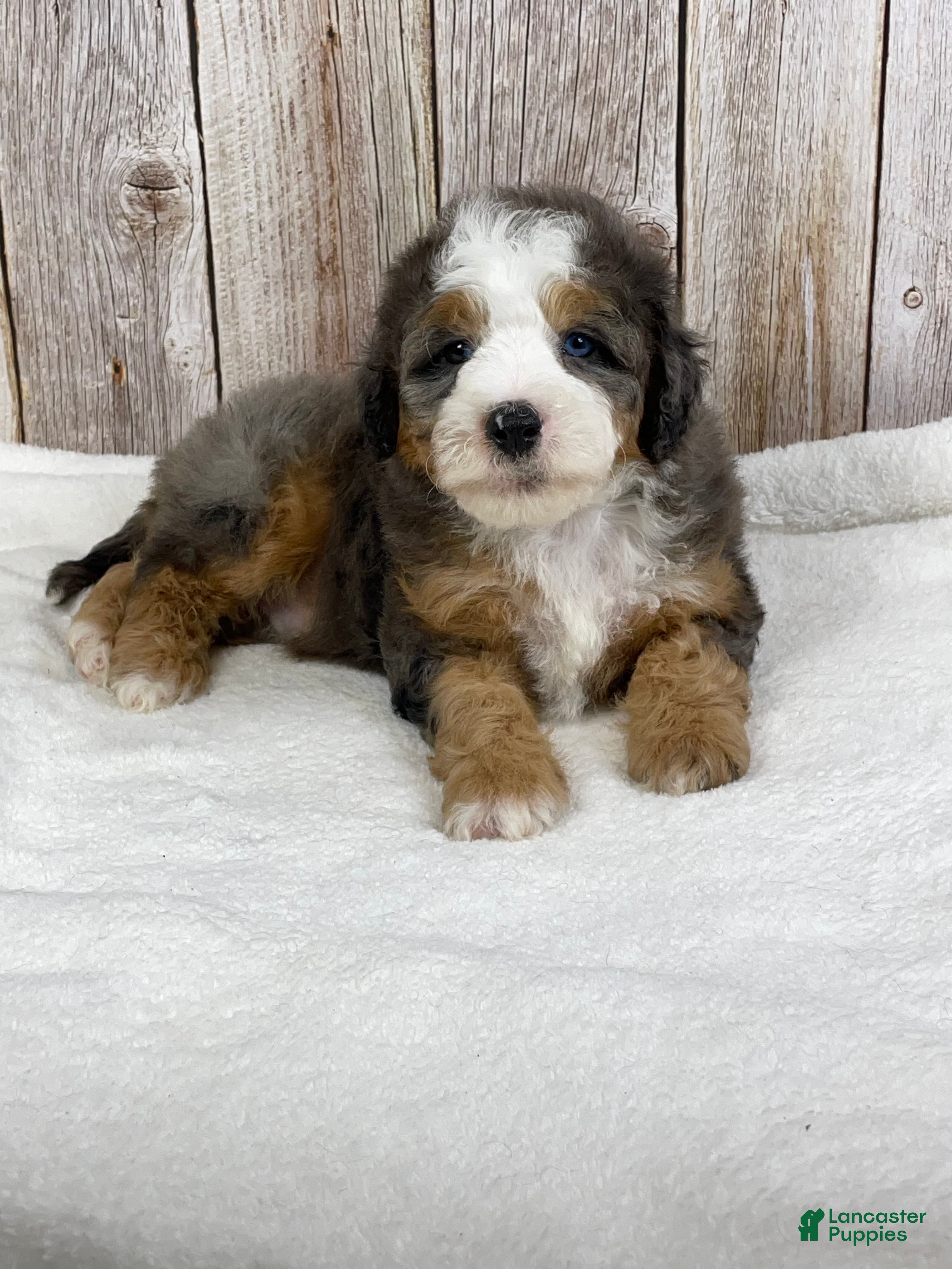 Mini Bernedoodle dogs Biscuit  - Ad 2