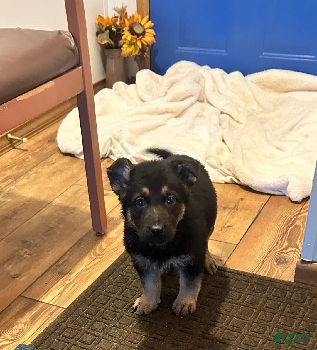 German Shepherd dogs for sale: Max - Ad 3