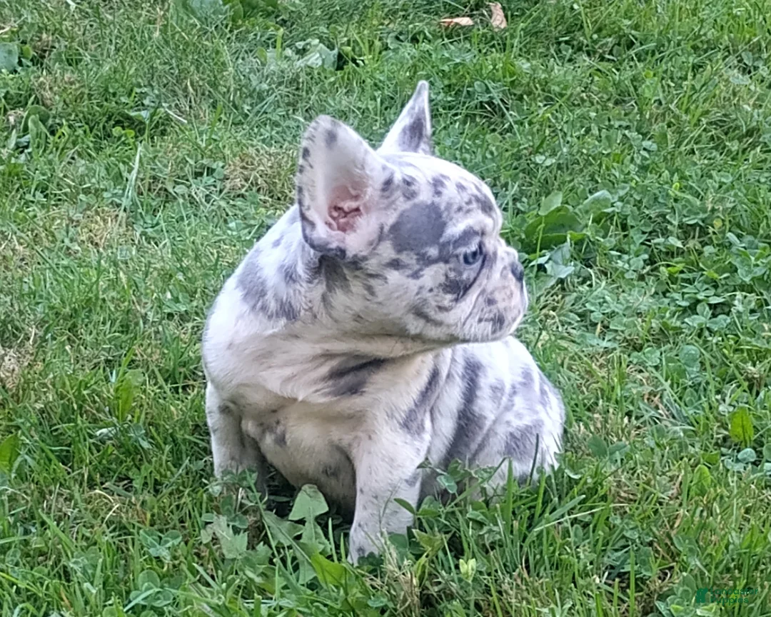 French Bulldog dogs for sale: Zoey - Ad 2