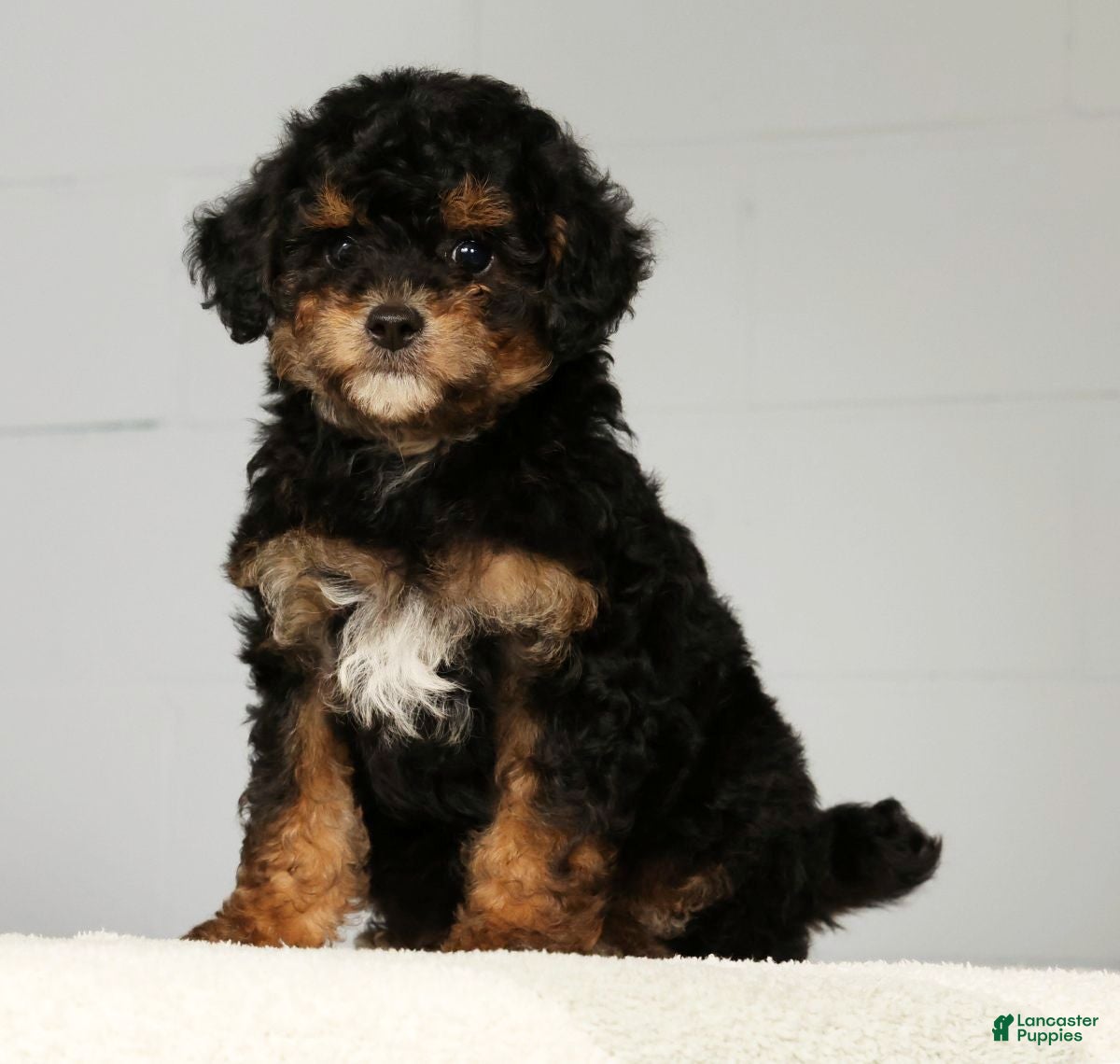 Miniature Poodle dogs Pepper - Ad 2