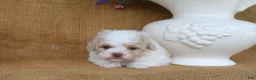Toy Poodle dogs for sale: Dean - Ad 4