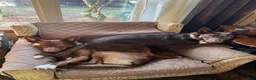 Australian Kelpie dogs for sale: Australian Kelpie 1/4 Mcnab Border Collie - Ad 11