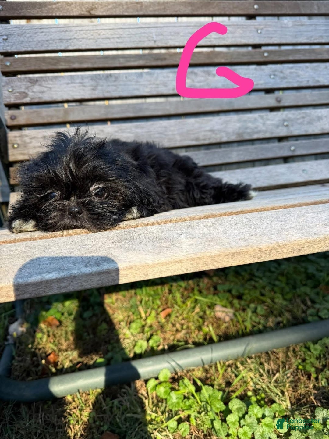 Shih Tzu dogs for sale: Shihtzu  - Ad 4