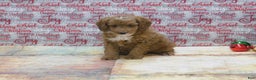 Goldendoodle dogs for sale: Mini Riley - Ad 7