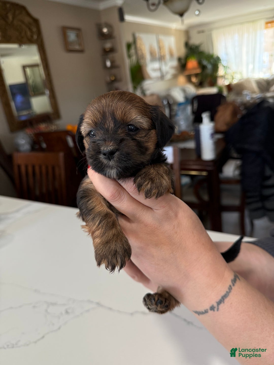 Shorkie dogs for sale: Shorkie Puppy 3 Bruna - Ad 3
