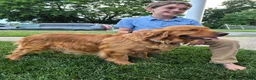 Golden Retriever dogs for sale: Starburst (White Collar) - Ad 4