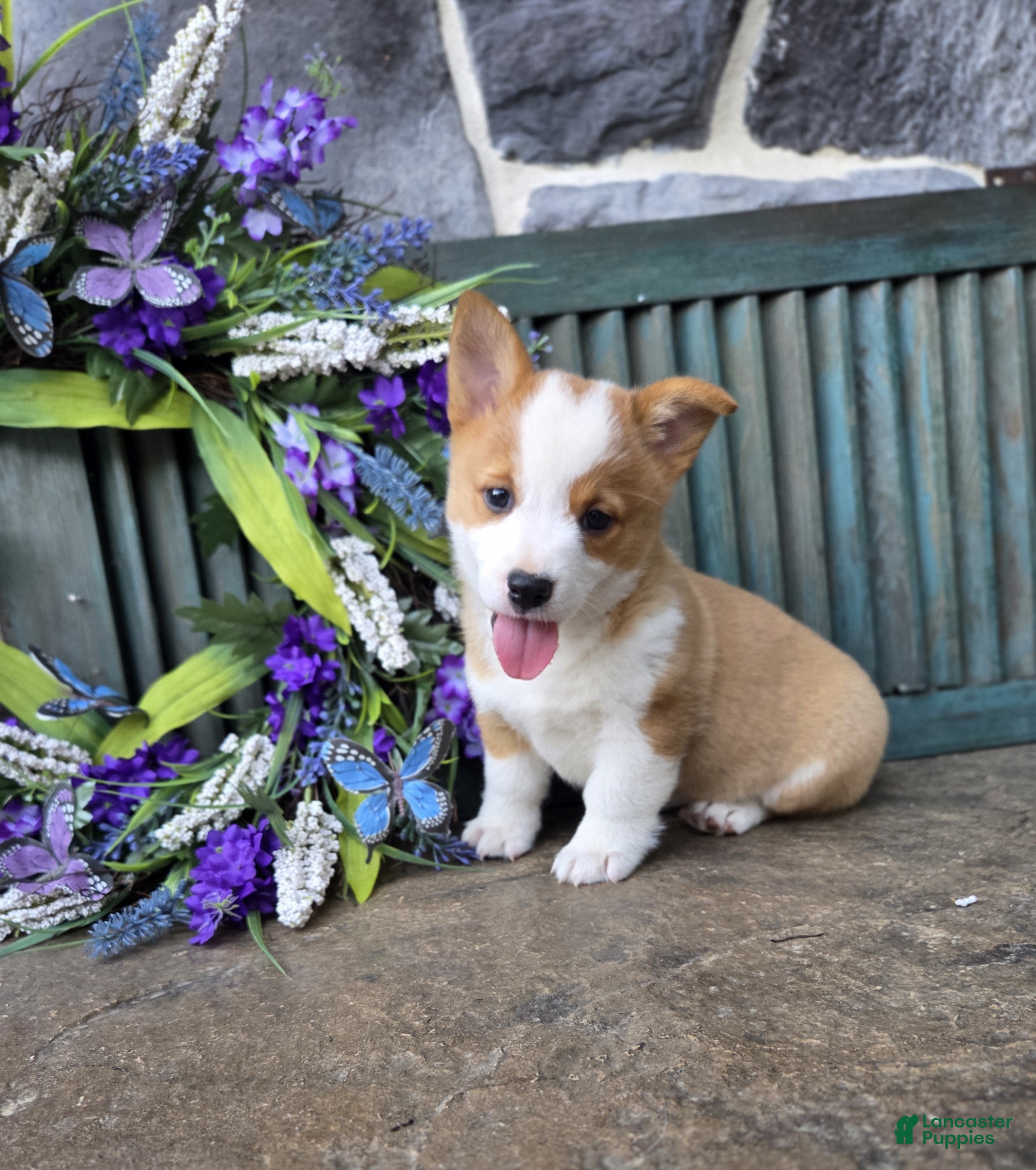 Welsh Corgi Pembroke dogs Peanut - Ad 1