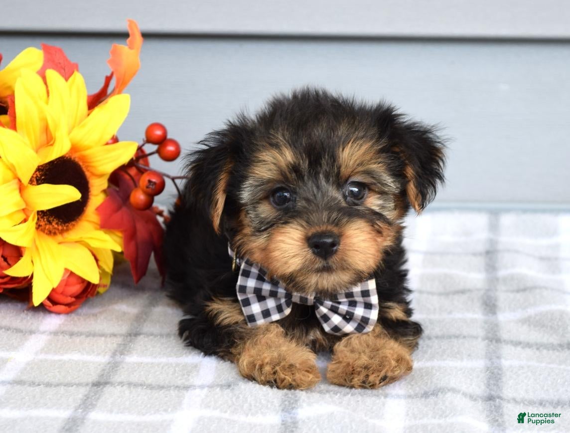 Yorkshire Terrier dogs Carter - Ad 1