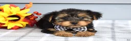 Yorkshire Terrier dogs for sale: Carter - Ad 1