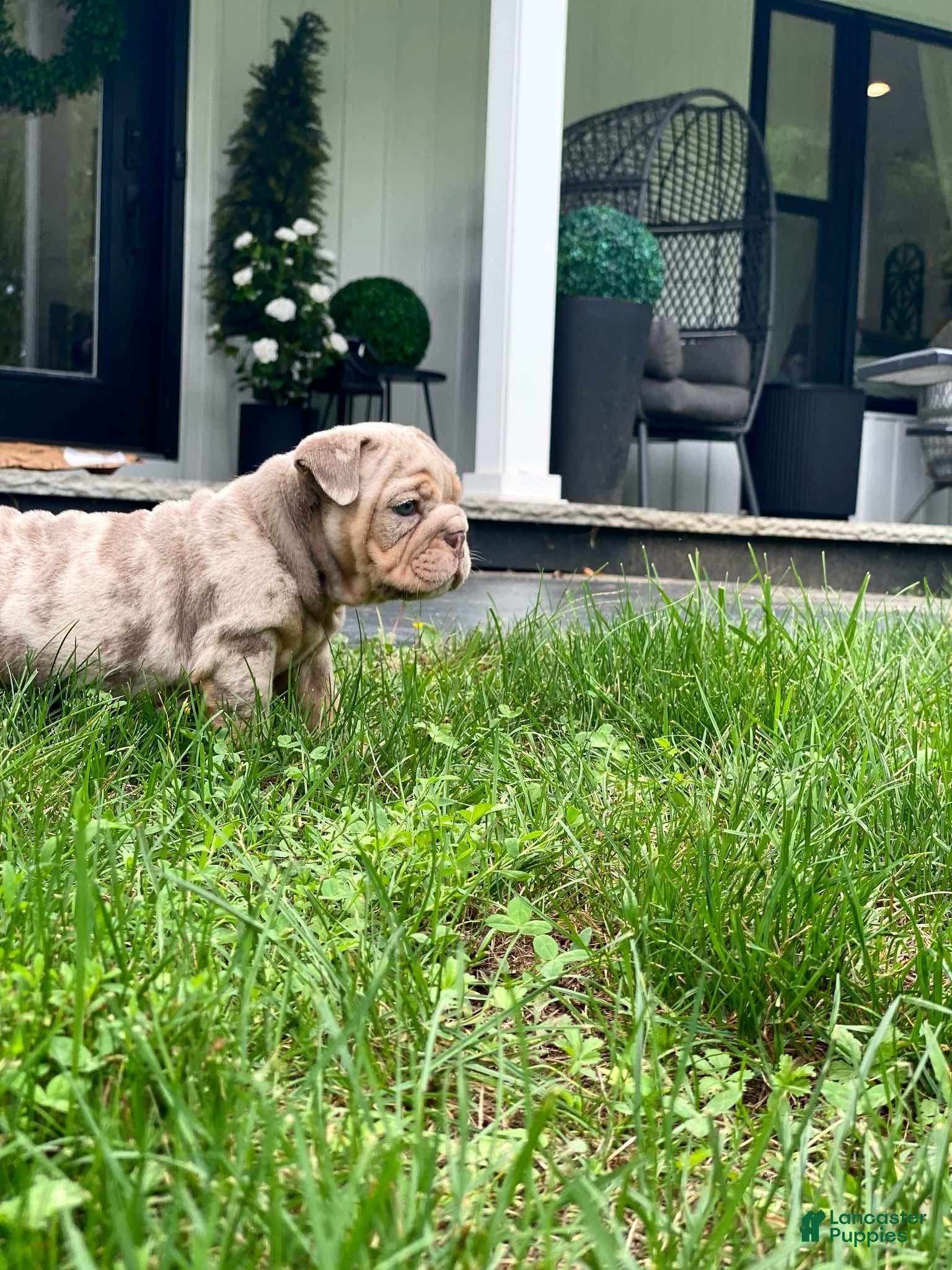 English Bulldog dogs ENID - Ad 19