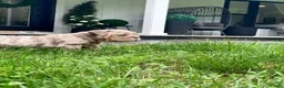 English Bulldog dogs for sale: ENID - Ad 2
