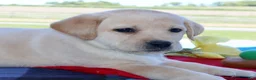 Labrador Retriever dogs for sale: Bailey - English Champ lines - Ad 2