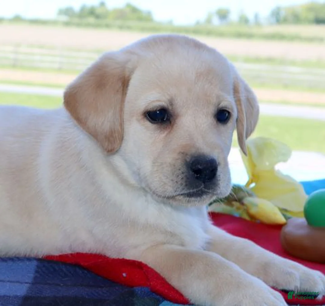 Labrador Retriever dogs for sale: Bailey - English Champ lines - Ad 2