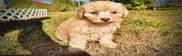 Havapoo dogs for sale: Dr. Pepper - Ad 18