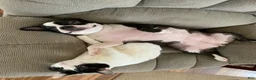 Boston Terrier dogs for sale:  Willow - Ad 15
