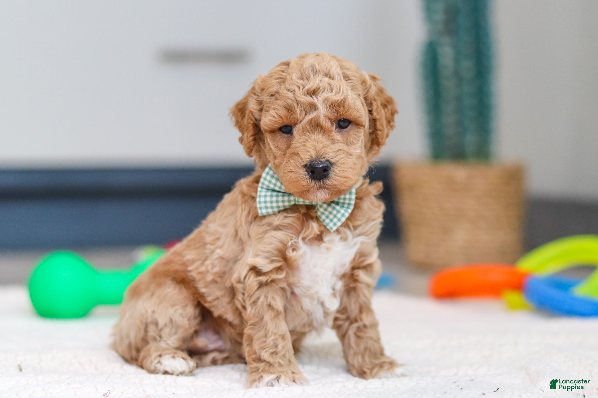 Mini Goldendoodle dogs Maverick - Ad 2