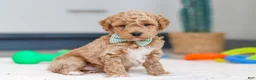 Mini Goldendoodle dogs for sale: Maverick - Ad 2