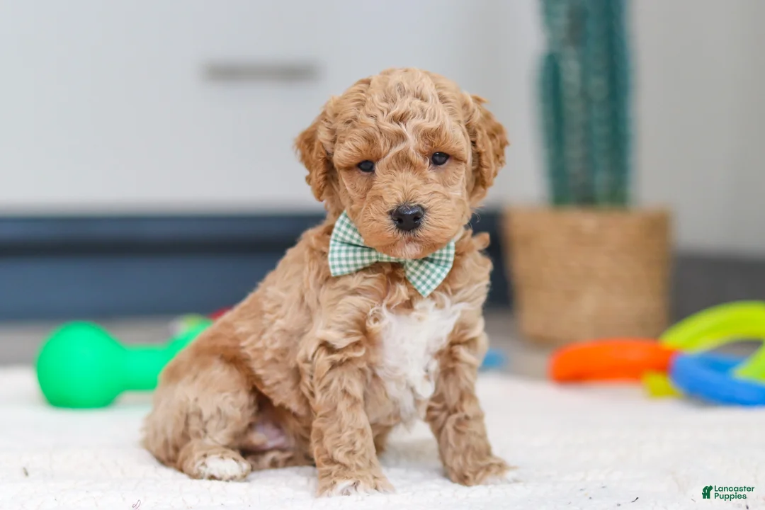 Mini Goldendoodle dogs for sale: Maverick - Ad 2