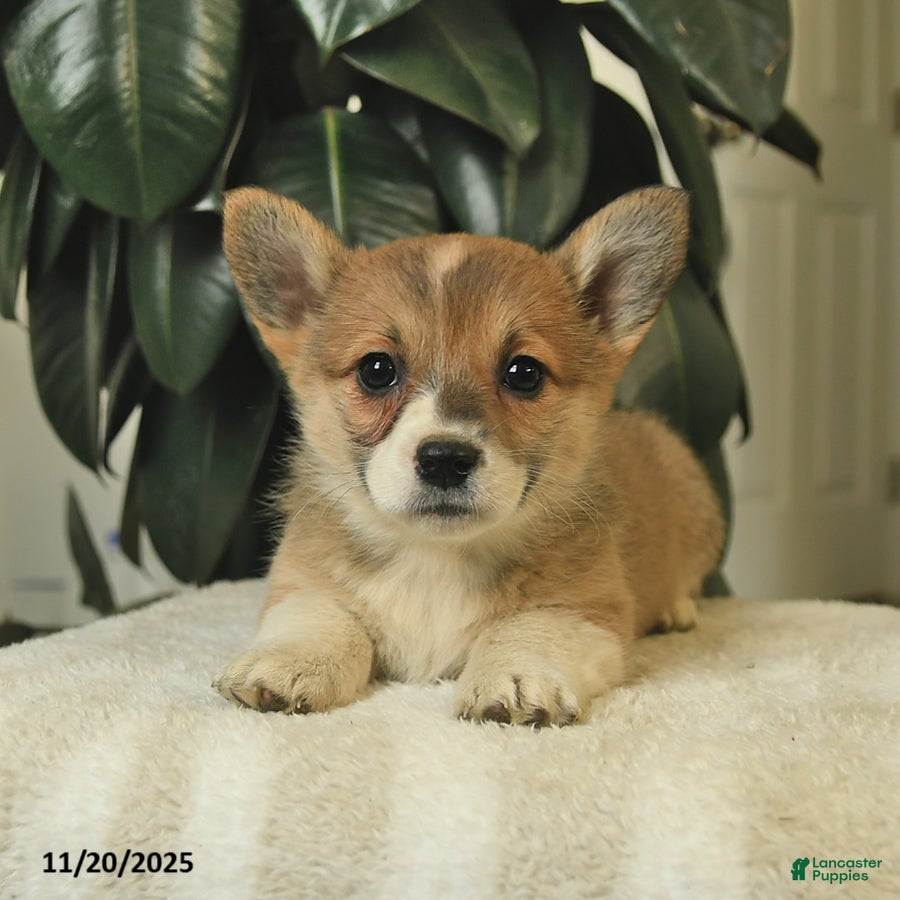 Welsh Corgi Pembroke dogs Clover  - Ad 36