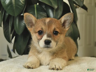 Welsh Corgi Pembroke dogs Clover - Ad 29