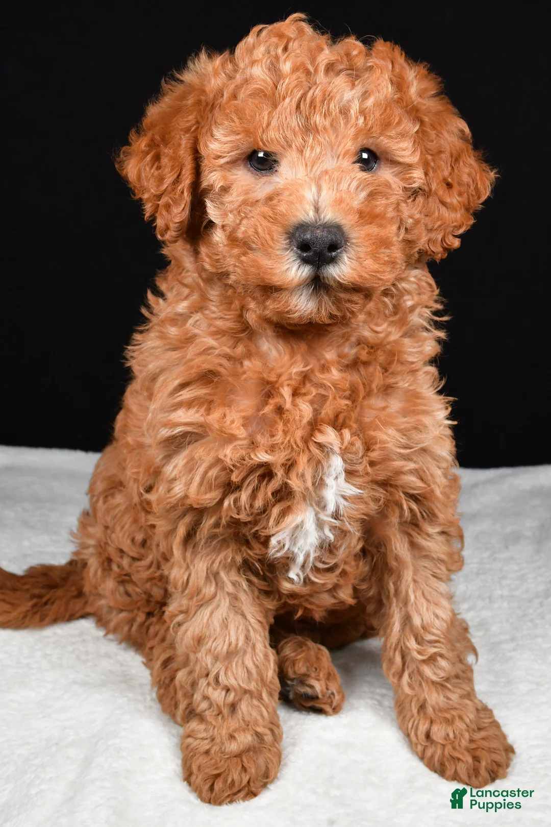 Mixed Breed dogs for sale: Riley - Ad 2