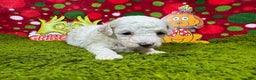 Toy Poodle dogs for sale: Toy Poodle Puppy 3 - Ad 2