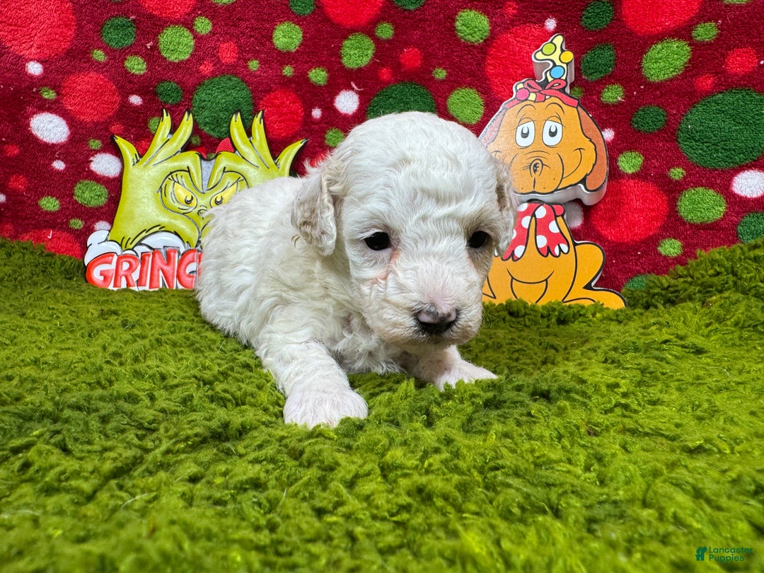 Toy Poodle dogs for sale: Toy Poodle Puppy 3 - Ad 2