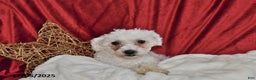 Cavachon dogs for sale: Lily Grace - Ad 6