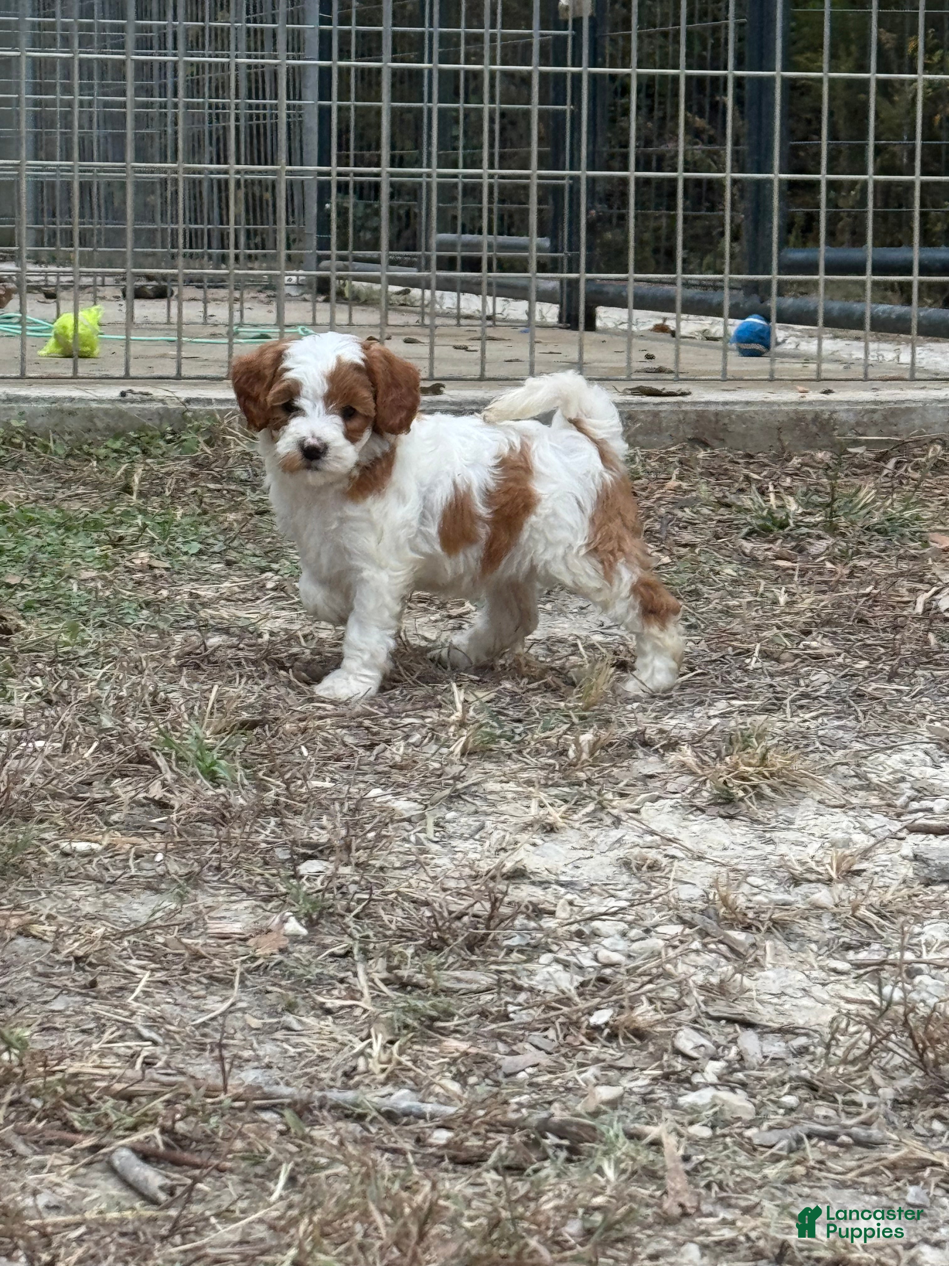 Cavapoo dogs for sale: Jade - Ad 25