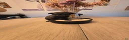 Chihuahua dogs for sale: addi - Ad 12