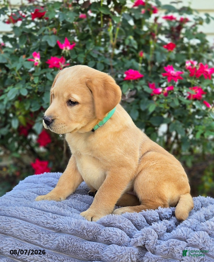 Labrador Retriever dogs Sandy - Ad 2