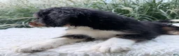 Bernedoodle dogs for sale: Cosmo - Ad 5