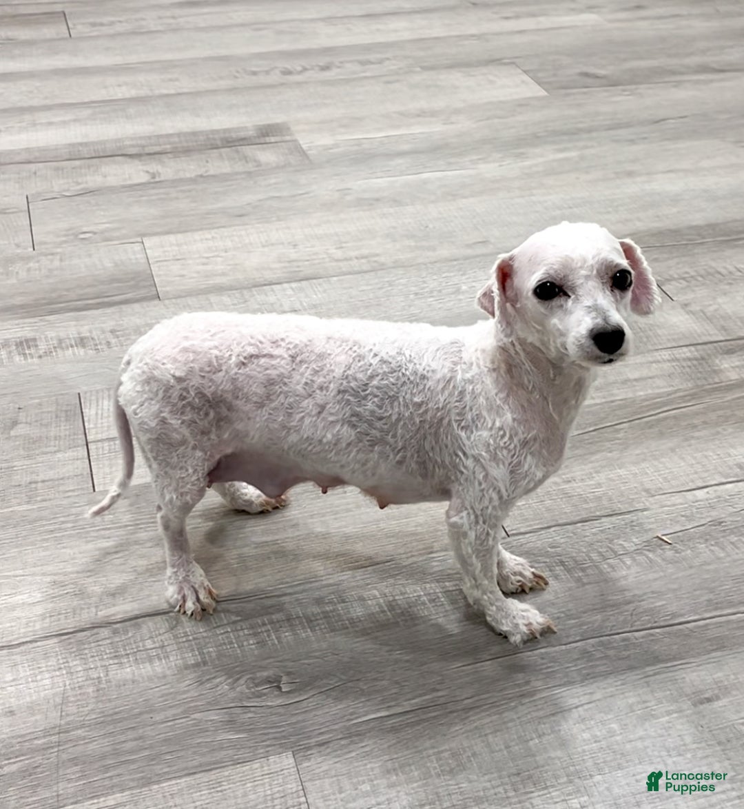 Bichpoo dogs for sale: Cody - Ad 7