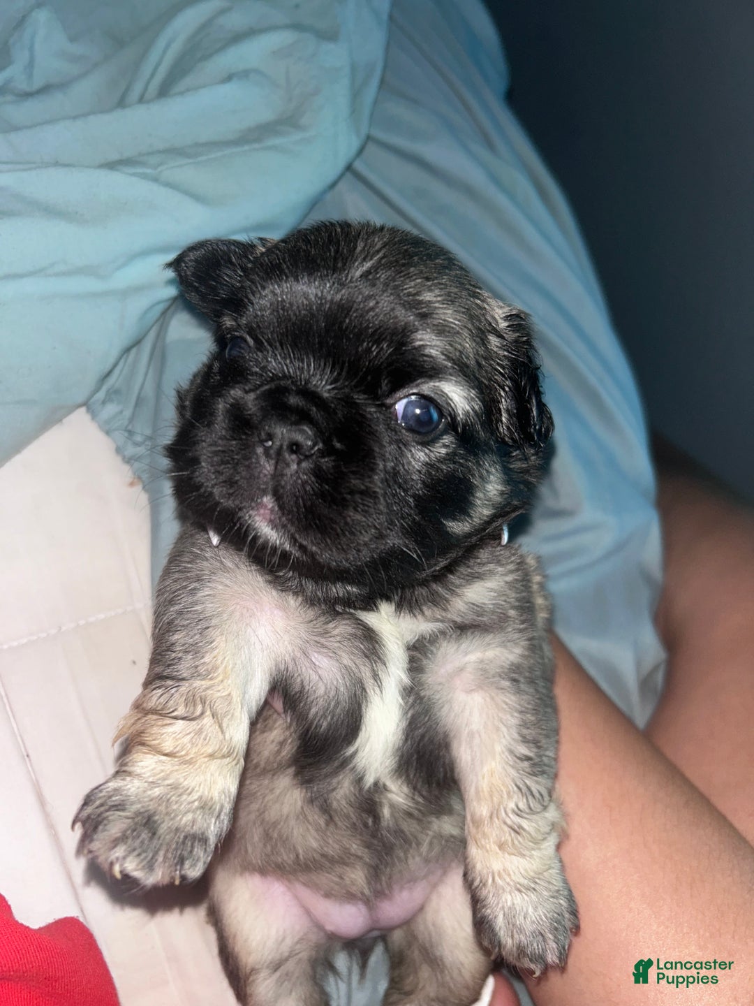 French Bulldog dogs for sale: French Bulldog Puppy 2 - Ad 1