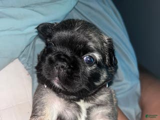 French Bulldog dogs French Bulldog Puppy 2 - Ad 33