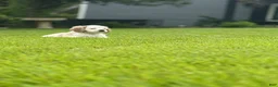 Cocker Spaniel dogs for sale: Cocker Spaniel 1 - Ad 2