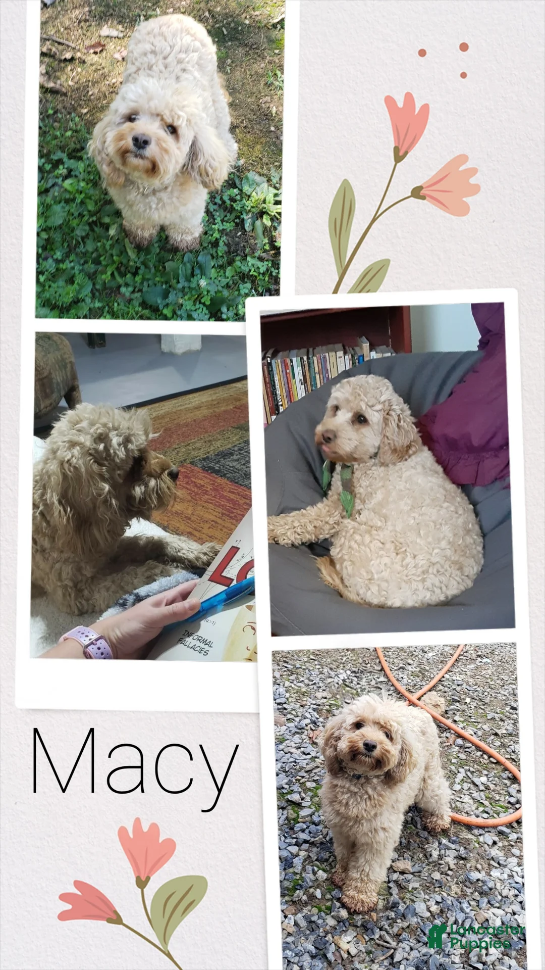Cavapoo dogs for sale: Maisy - Ad 5