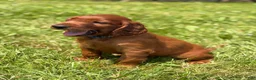 Irish Setter dogs for sale: Dark blue collar  - Ad 3