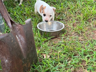 Jack Russell Terrier dogs - Ad 32