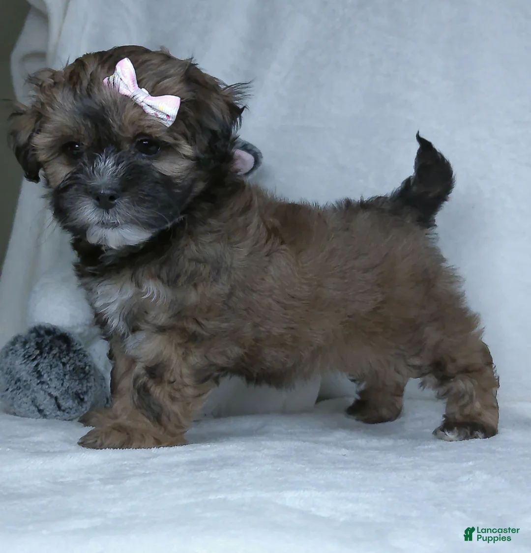 Shihpoo dogs for sale: Carmel - Ad 1