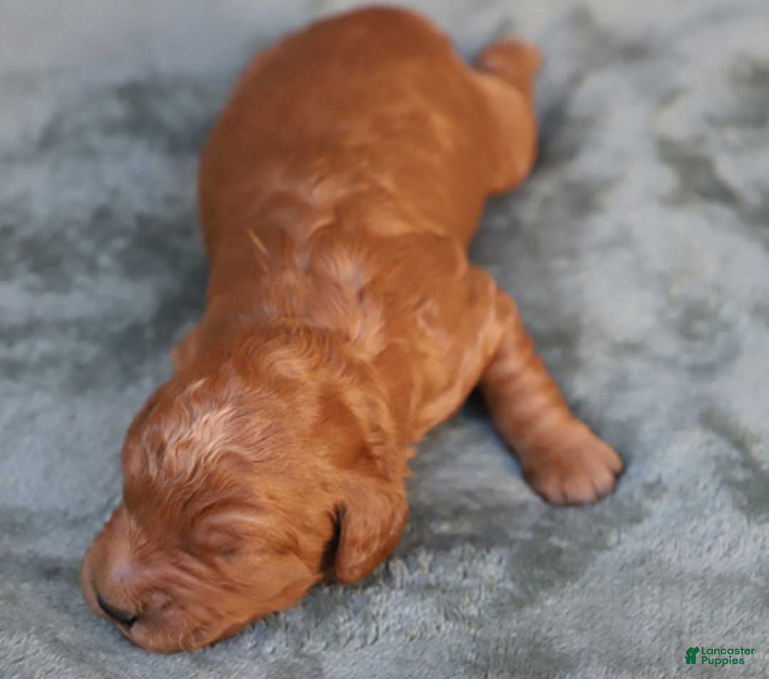 Goldendoodle dogs for sale: Astro - Ad 2