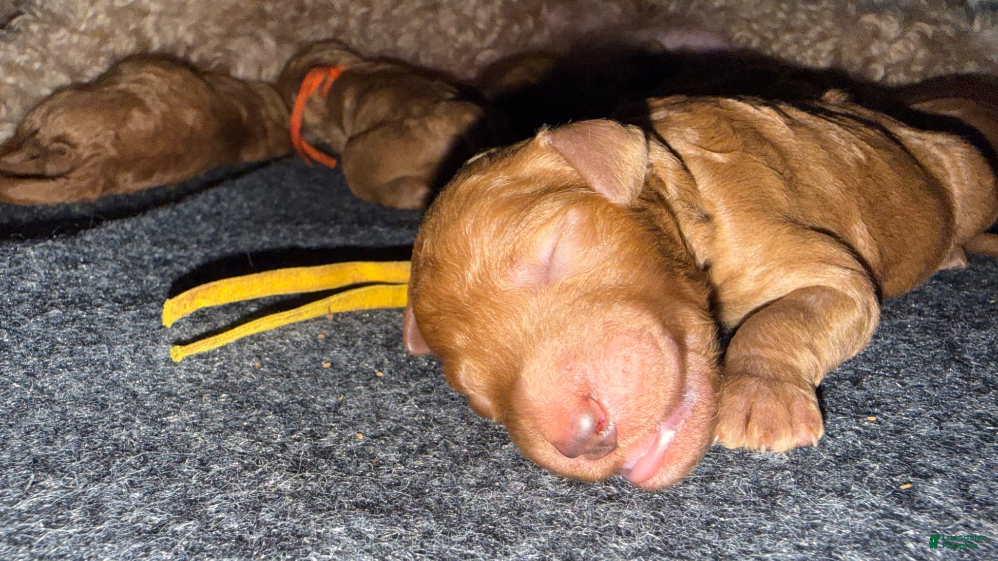 Standard Poodle dogs Yellow  - Ad 24