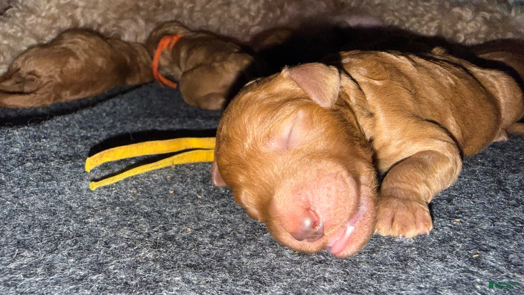 Standard Poodle dogs for sale: Yellow  - Ad 1