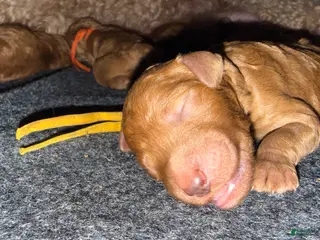 Standard Poodle dogs Yellow - Ad 24