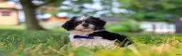 Shih Tzu dogs for sale: Ray - Ad 2